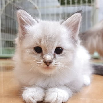 サイベリアン【愛知県・男の子・2025年9月16日・シールリンクスポイント&ホワイト】の写真「おっとり癒し系男子🍀」