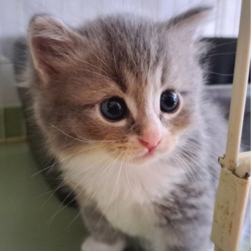 サイベリアン【愛知県・男の子・2025年8月12日・ブルータビー&ホワイト】の写真「しっかりまるまるの男の子🍀」
