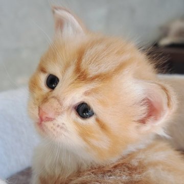 サイベリアン【愛知県・男の子・2025年10月20日・レッドタビー&ホワイト】の写真「好奇心旺盛な男の子✨」