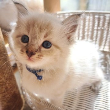 サイベリアン【愛知県・男の子・2025年9月24日・シールリンクスポイント&ホワイト】の写真「なつっこく甘えん坊なイケメン✨」