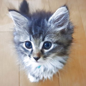 サイベリアン【愛知県・男の子・2025年5月31日・ブラウンタビー&ホワイト】の写真「わんぱくで可愛い男の子✨」