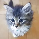 サイベリアン