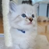 サイベリアン【愛知県・男の子・2025年9月24日・シールリンクスポイント&ホワイト】の写真2