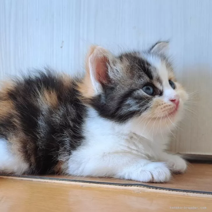 じゃれねこ『8月☆13ライトブルー』 じゃれねこ『8月☆13ライトブルー』