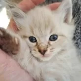 サイベリアン【愛知県・男の子・2025年9月24日・シールリンクスポイント&ホワイト】の写真5