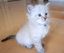 サイベリアン【愛知県・男の子・2025年9月24日・シールリンクスポイント&ホワイト】の写真11