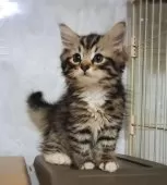 サイベリアン【愛知県・男の子・2025年6月4日・ブラウンタビー&ホワイト】の写真3