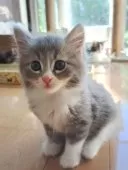 サイベリアン【愛知県・男の子・2025年8月12日・ブルータビー&ホワイト】の写真2