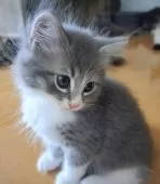 サイベリアン【愛知県・男の子・2025年8月12日・ブルータビー&ホワイト】の写真9