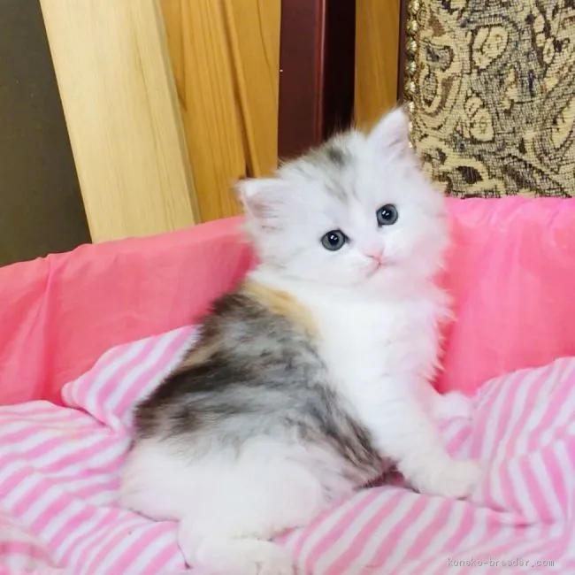 ID：2002-00103の子猫