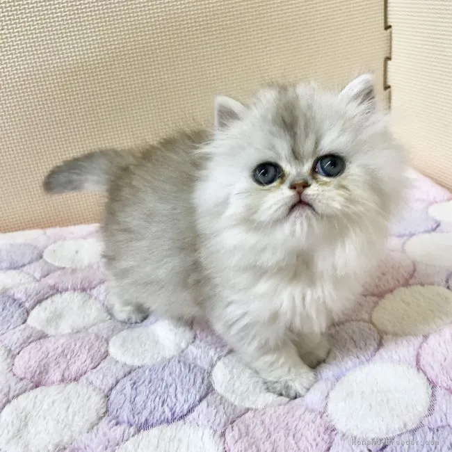 yuki 様のお迎えした子猫