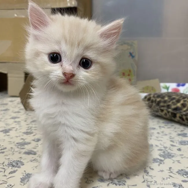 ID：2008-00318の子猫