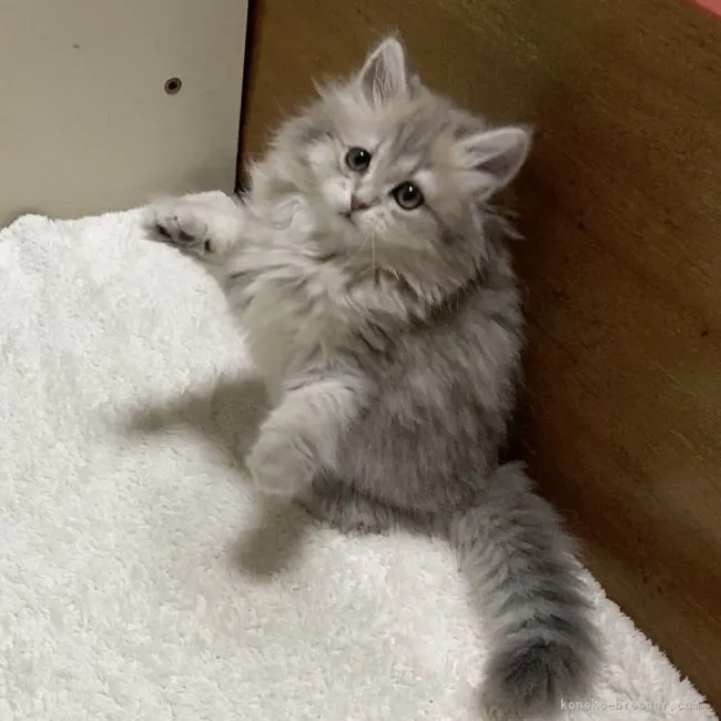 ID：2108-00376の子猫