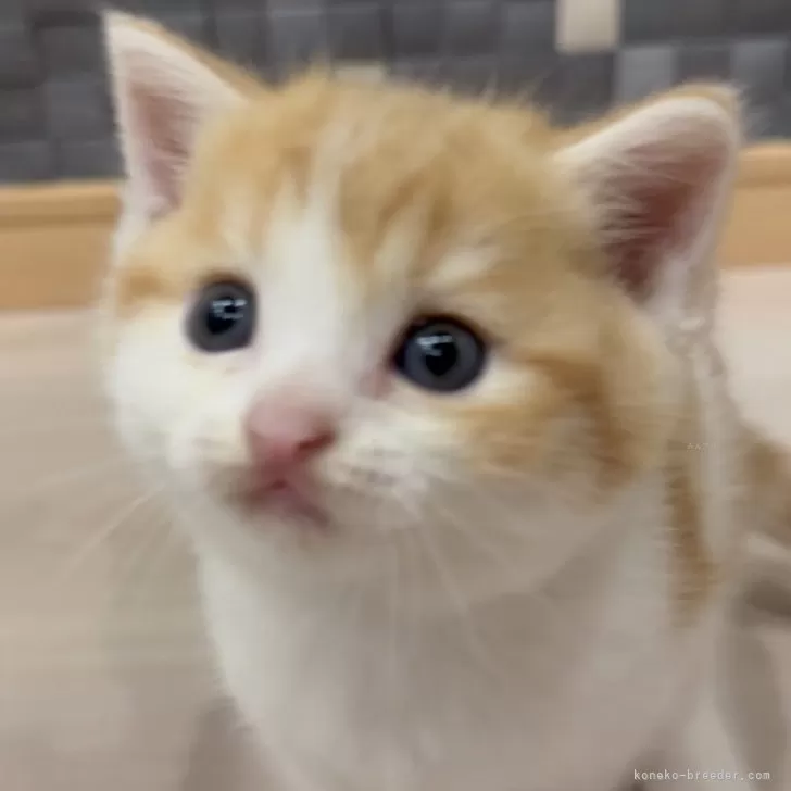 ID:2410-02298の子猫