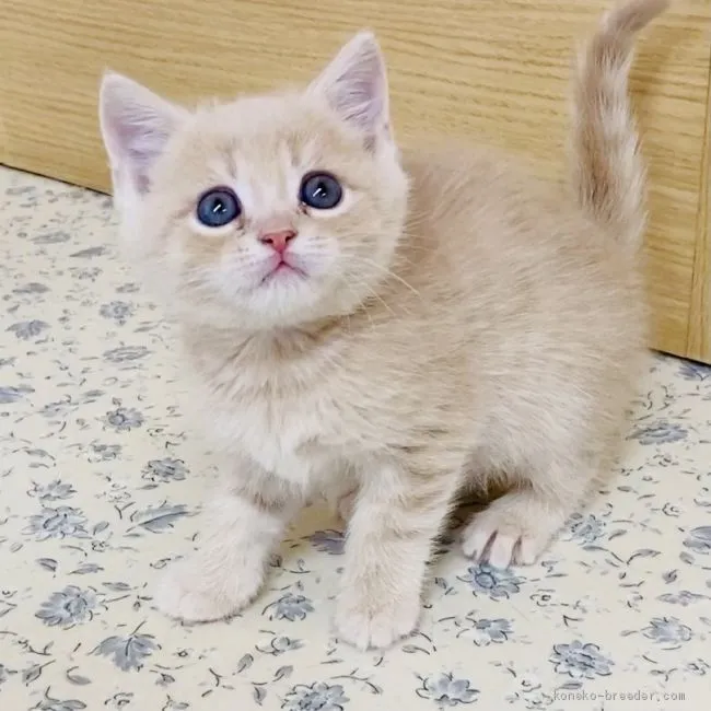 ID：2101-01412の子猫