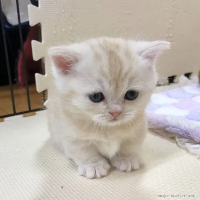 ID：1901-00893の子猫