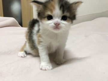 マンチカン(長足)【福岡県・女の子・2018年1月11日・キャリコ】の写真「可愛い女の子、長足さんです」