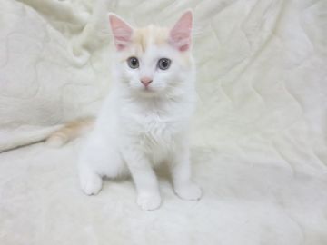 マンチカン【福岡県・男の子・2017年8月30日・クリーム&ホワイト（セミロング）】の写真「最終価格見直しにてお問い合わせお待ちしております」