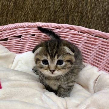 マンチカン(短足)【福岡県・女の子・2019年6月17日・ブラウンマカレルタビー】の写真「まんまるお顔の可愛い女の子、短足です」