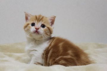 マンチカン【福岡県・男の子・2017年1月8日・レッドタビー&ホワイト】の写真「良い血統の男の子です。ふわもこ短足ちゃん」