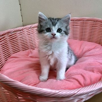 マンチカン(長足)【福岡県・女の子・2018年10月20日・ブラックシルバータビーホワイト】の写真「初回ワクチン済み、見学後そのままお迎えいただきます」