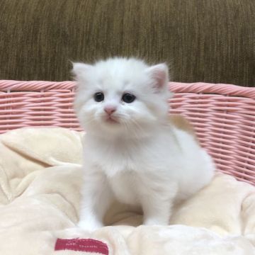 マンチカン(長足)【福岡県・女の子・2019年7月18日・クリームマカレルタビーアンドホワイト】の写真「まんまる目のふわふわ、可愛い女の子、長足です」