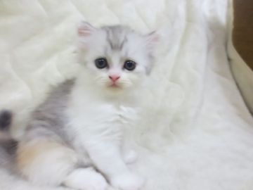 ミヌエット【福岡県・女の子・2017年10月10日・シルバーパッチドタビーホワイト】の写真「希少ミヌエット、中〜長足の女の子です」