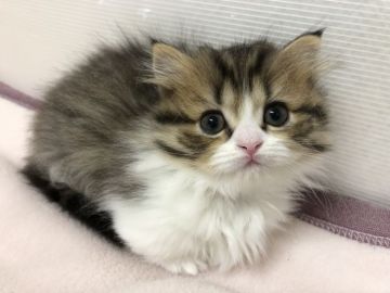 ミヌエット【福岡県・女の子・2017年10月10日・ブラウンタビーホワイト】の写真「希少ミヌエット、極短の女の子です」