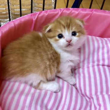 マンチカン(短足)【福岡県・男の子・2018年10月5日・レッドマカレルタビーアンドホワイト】の写真「耳折れマンチカンの男の子、短足です」