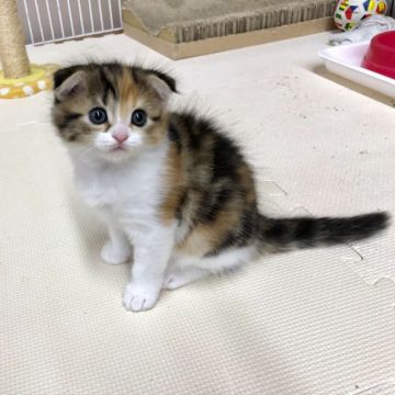 マンチカン(長足)【福岡県・女の子・2018年10月5日・ブラックブラウントービーホワイト】の写真「耳折れマンチカンの女の子、長足です」