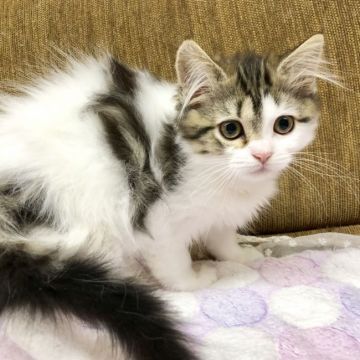 マンチカン(長足)【福岡県・女の子・2018年10月20日・ブラウンマカレルタビーホワイト】の写真「可愛い女の子、ふわふわさんです」