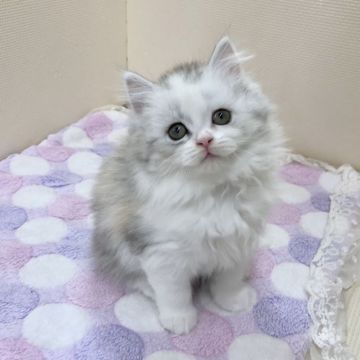 ミヌエット【福岡県・女の子・2018年11月5日・ブラックシルバートービーホワイト（ロング）】の写真「可愛い女の子、ふわふわさんです」