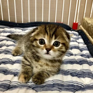 マンチカン(短足)【福岡県・女の子・2019年6月17日・ブラウンマカレルタビー】の写真「まんまるお顔の可愛い女の子、極短です」