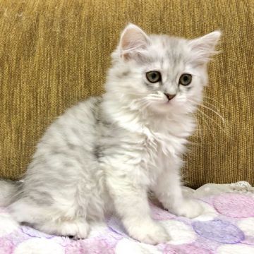 ミヌエット【福岡県・女の子・2018年11月5日・ブラックシルバータビーホワイト（ロング）】の写真「ふわふわ可愛い女の子です」