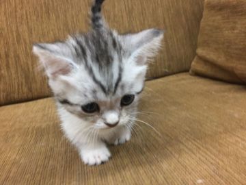 マンチカン【福岡県・女の子・2017年8月30日・ブラウンタビー&ホワイト（ショート〜セミロング）】の写真「可愛らしい女の子、短足ちゃんです」