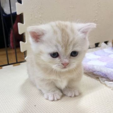 ミヌエット【福岡県・男の子・2018年12月16日・クリームクラシックタビー】の写真「まんまるおめめのイケメン男の子、極短です」