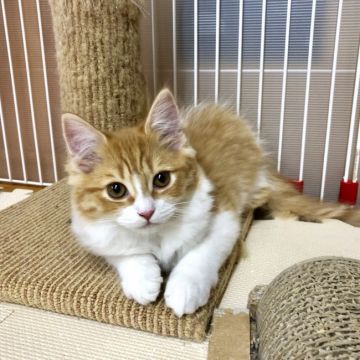 ミヌエット【福岡県・男の子・2018年11月5日・レッドタビーホワイト（ロング）】の写真「フワモフのイケメンくん、まんまるな瞳がキュートです」