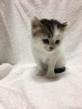 マンチカン【福岡県・女の子・2017年1月8日・ホワイト&ブラック】の写真「ハチワレ女の子、中〜長足ちゃんです」