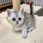 ミヌエット【福岡県・女の子・2018年9月1日・ブラックシルバーマカレルタビーアンドホワイト】の写真1「10/11撮影」