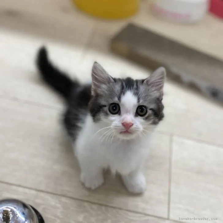 ID：2206-03379の子猫