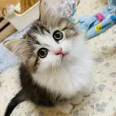 ミヌエット【福岡県・男の子・2020年12月5日・ブラウントービーアンドホワイト】の写真2