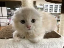 マンチカン(長足)【福岡県・男の子・2018年1月11日・クリームタビーホワイト】の写真2