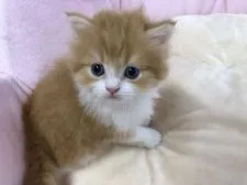 ミヌエット【福岡県・男の子・2018年4月13日・レッドタビーホワイト】の写真4