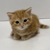 マンチカン(長足)【福岡県・女の子・2021年11月1日・レッドタビー】の写真4「💖眠たくなってきた🤗」