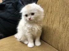 マンチカン(長足)【福岡県・男の子・2018年1月11日・クリームタビーホワイト】の写真5