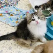 ミヌエット【福岡県・男の子・2020年12月5日・ブラウントービーアンドホワイト】の写真5