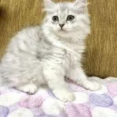 ミヌエット【福岡県・女の子・2018年11月5日・ブラックシルバータビーホワイト】の写真5