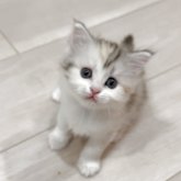 マンチカン(長足)