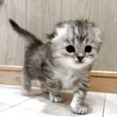 ミヌエット(長足)【福岡県・女の子・2026年1月17日・ブルータビーアンドホワイト】の写真1「ふわふわ可愛い女の子」