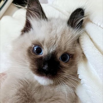 ラグドール【兵庫県・男の子・2025年11月7日・シールポイントミテッド（毛量おおめのふわふわ💕）】の写真「甘えん坊タヌキくん！」